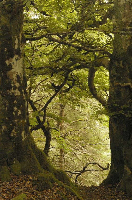 trees-ravens-rock-gorge